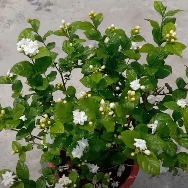 Day 44 we have our Jasmine plant full of gorgeous flowers!