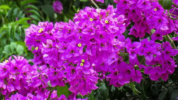 Bougainvillea plants are simply lovely to have them around your garden
