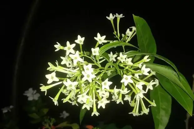 Night-blooming jasmine with opened buds