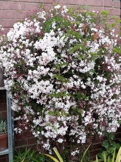 Pink Star jasmine