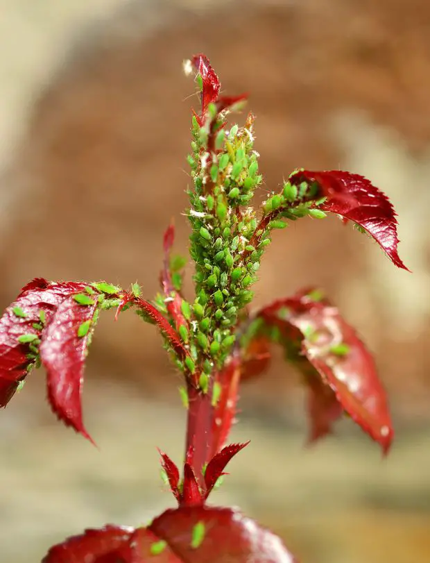 Green aphids are some of the most aggresive aphids in outdoor plants