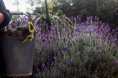 Lavender is an amazing addition to your garden!
