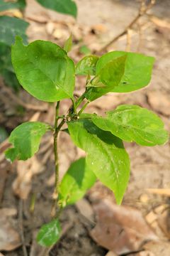 Reviving your jasmine plants is a matter of following a couple of key steps