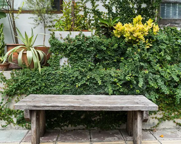 In this post will discuss the best companion plants that Jasmine shrubs can be next to.