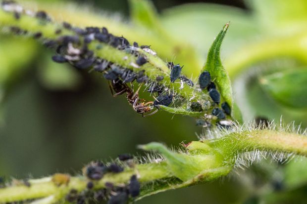 Ants feeding on honeydew produced by aphids infesting our jasmine plant in exchange for protection.