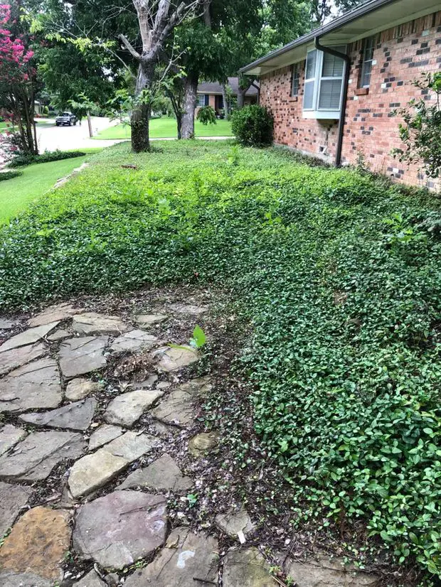 Although there are some drawbacks, a jasmine ground cover is a beautiful choice for your outdoors space