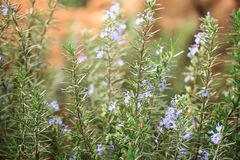 Rosemary is a delicate blue flowers plant that growns next to lavender phenomenally