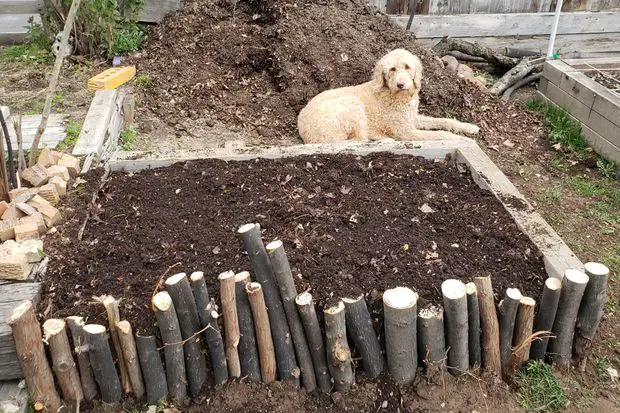 Soil preparation for jasmine winter season