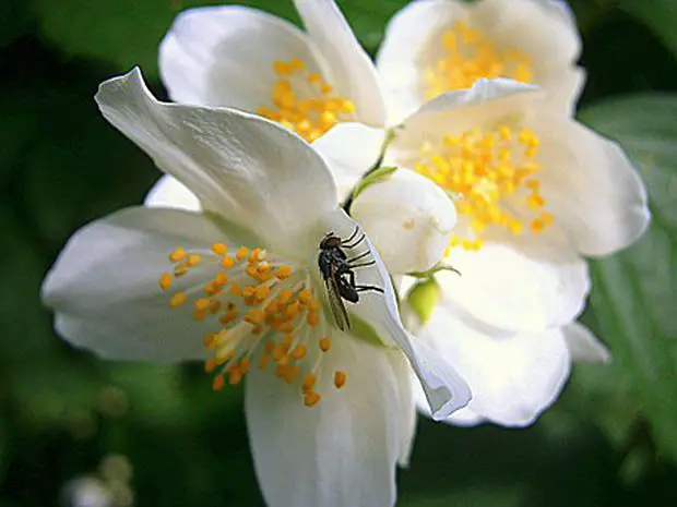 In this post we will explain the reason why flies are attracted to your jasmine plants.