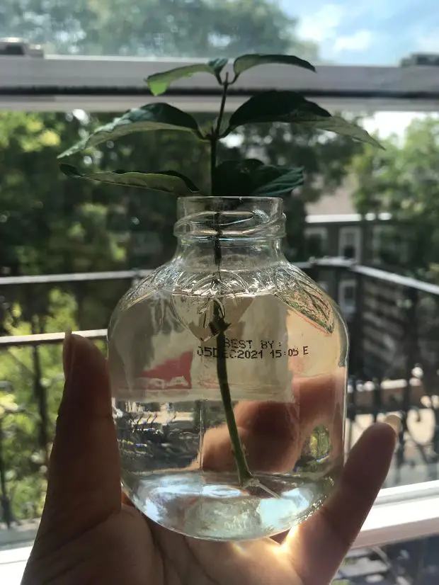 How do you propagate a night blooming jasmine?