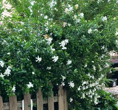 Gardenias and jasmine are similar and actually great companion to each other!