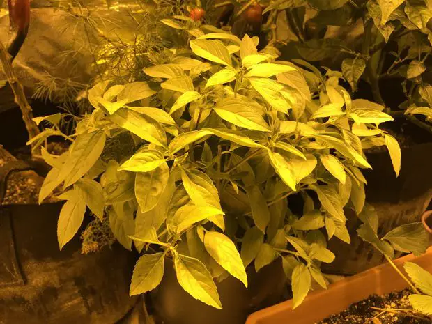Am example of a transplant show and all the leaves in the plant have turned yellow.
