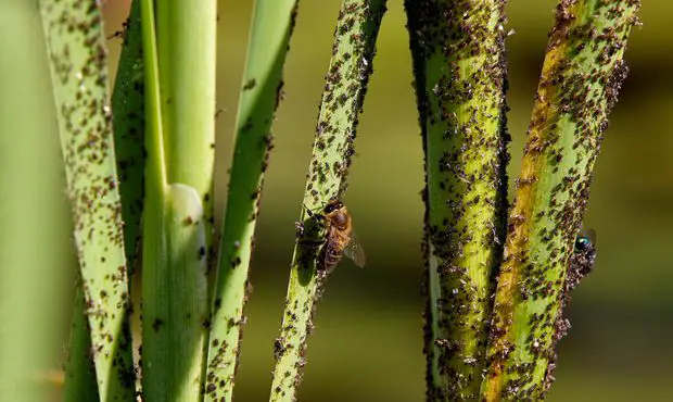 Other insects may appear around your plants after vinegar spray