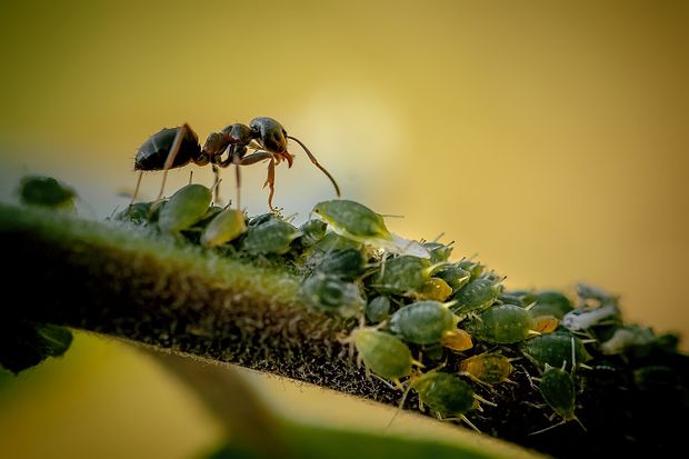 Jasmine plant stem full of Mealybugs and ants protecting them.