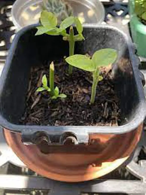 Successful propagation of night blooming jasmine cuttings transplanted in trays.