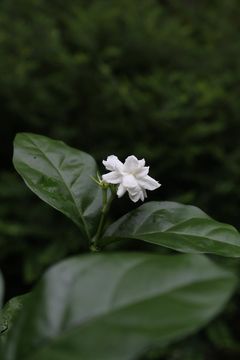 Arabian Jasmine incredibly beautiful flowers