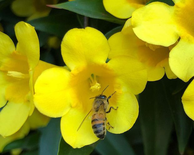 A bee on Carolina Jasmine
