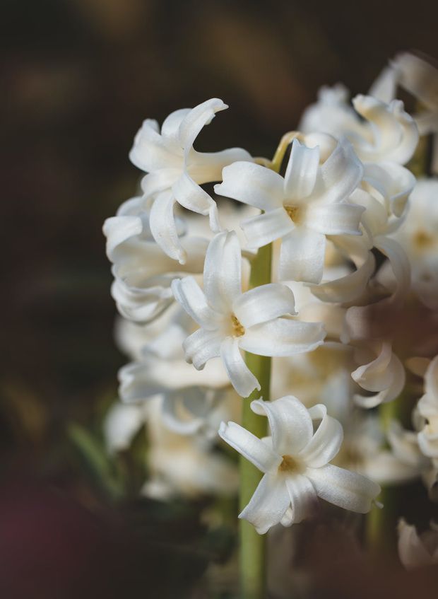 Jasmine flowers are white, waxy and simply exquisite