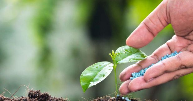 The right fertiliser mix is crucial to ensure maximum level of flowers.