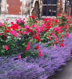 Lavenders and roses are both great companions for Jasmine plants