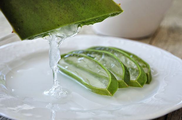 Aloe vera gel not only has healing properties but also is a natural element for plants