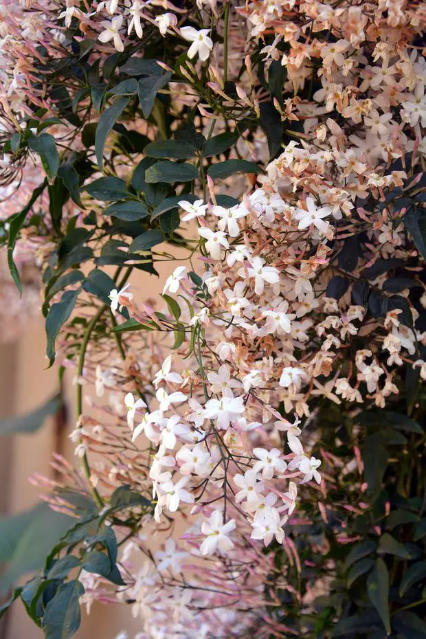 A beautiful pink jasmine in full bloom