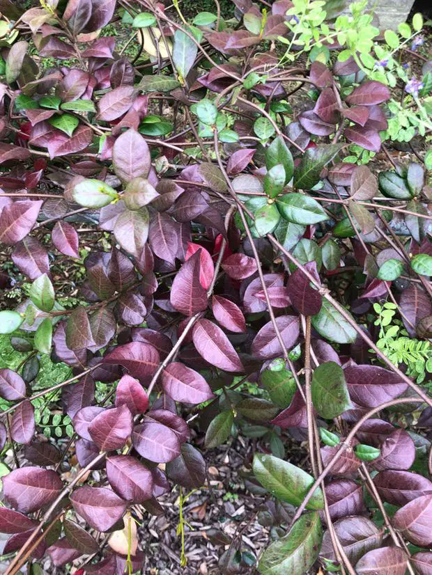 A very red jasmine plant