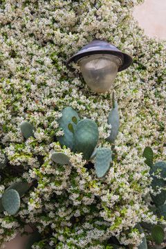 Jasmine can be planted with pretty much anything even cacti and it will do well!