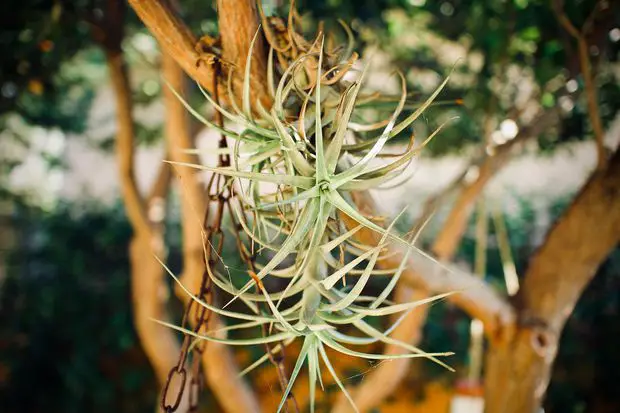 Aerial plants captivate with their suspended beauty, showcasing vibrant foliage and unique forms that add a touch of enchantment to any space