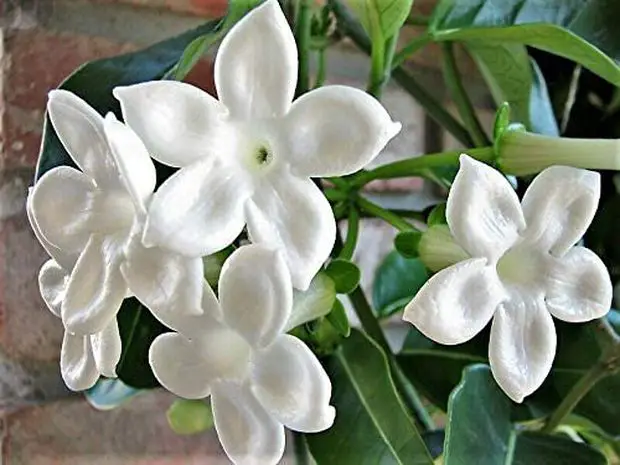 A beautiful Madagascar jasmine plant in full bloom.