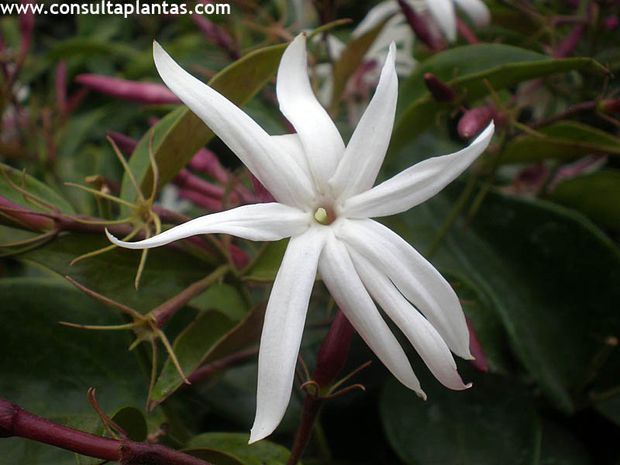 Angel wing jasmine flower. Image by www.consultaplantas.com