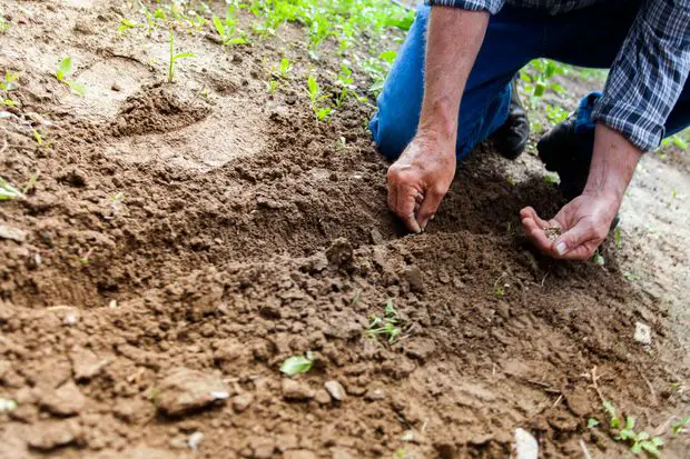 Prepare the soil accordingly so that both roses and jasmine can attach to the soil bed