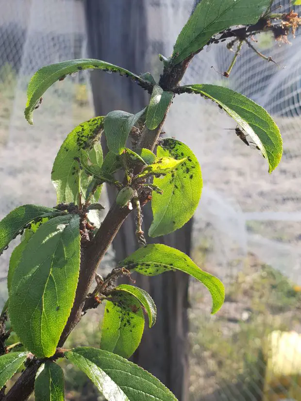 My jasmines are often full of aphids!