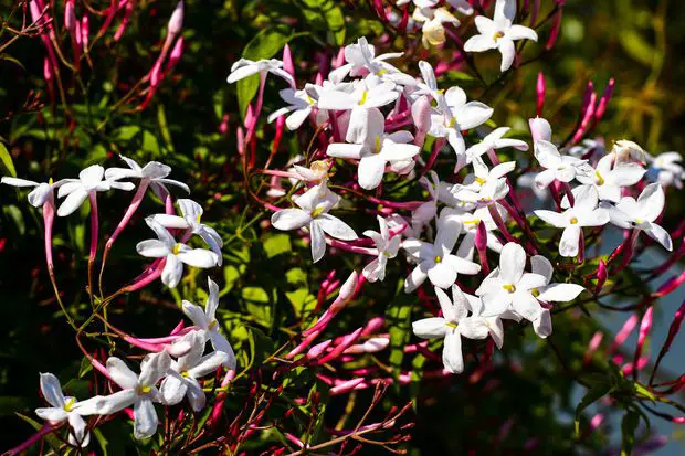 In this post we are going to address whether Pink Jasmine is edible and poisonous to humans and animals.