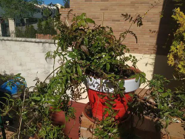 A potted jasmine plant