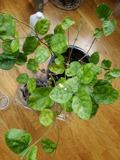 Arabian Jasmine does better indoors during winter