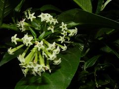 Your beloved Cestrum Nocturnum are safe from tricky snakes in your home!