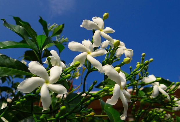 A good jasmine plant full of blooms is a captivating experience!