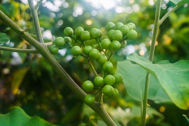 Eggplant trees are beautiful and easy to mantain but not a good companion for jasmine