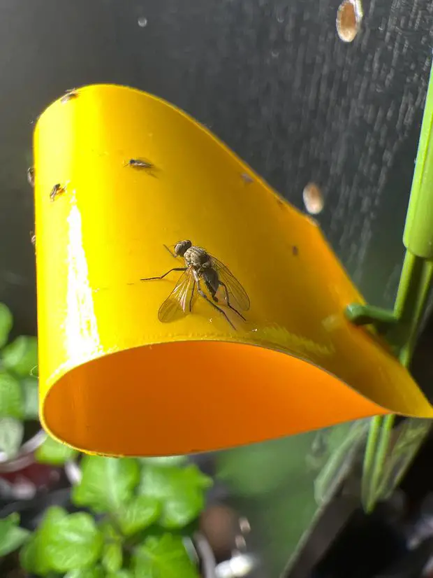 Typical fly trap that you can install around your jasmine plants.