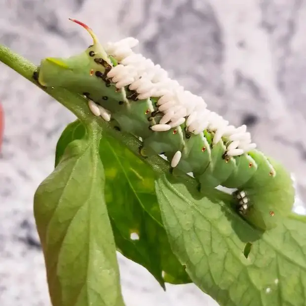 A caterpillar filled with parasitic wasp eggs.