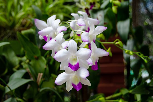 Enchanting aerial orchids, graceful, vibrant, and captivating.