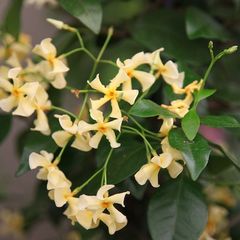Star jasmine varieties