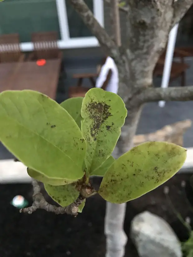 Example of Sooty mold infection in jasmine leaves.
