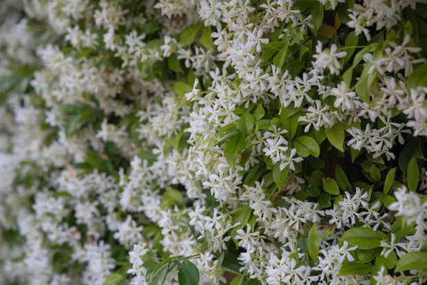 Star jasmine is a delightful vine with an incredible scent