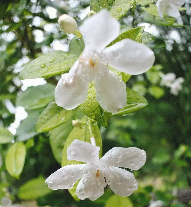 Heavy rain in the winter can damage your jasmine plants, making a roof can help!