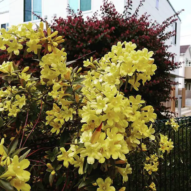 Yellow Jasmine in the forest.