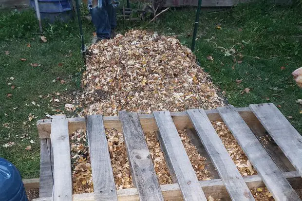 Preparing a mulch layer is crucial for the success of jasmine through the winter