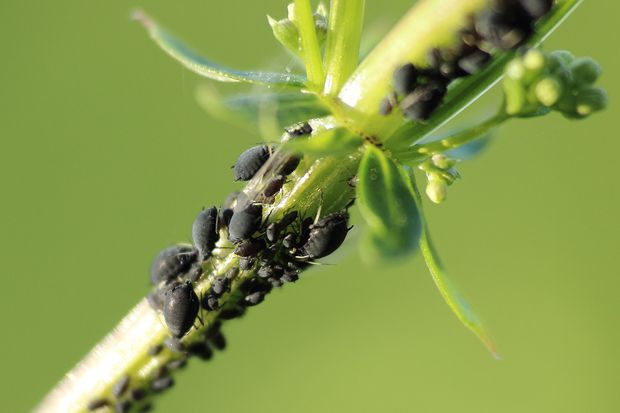 One of the most common pests in jasmine plants. Aphids devouring the stem.