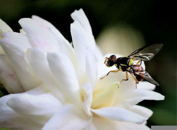 Hoverfly feeding on a jasmine flower.